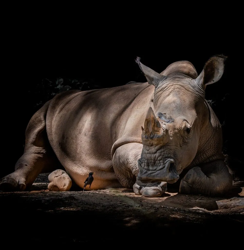 Rhino in the African bush, representing the Focus Foundation's anti-poaching wildlife protection work